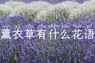 薰衣草有什么花语
