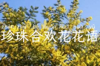 珍珠合欢花花语