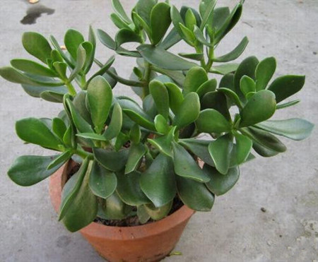 玻璃花有没有花和果实？