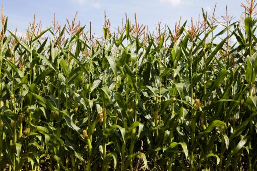 玉米价格多少钱一斤，2023年种植玉米赚钱吗