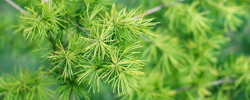 什么季节适合栽培蓬莱松，蓬莱松种植和播种的方法有哪些