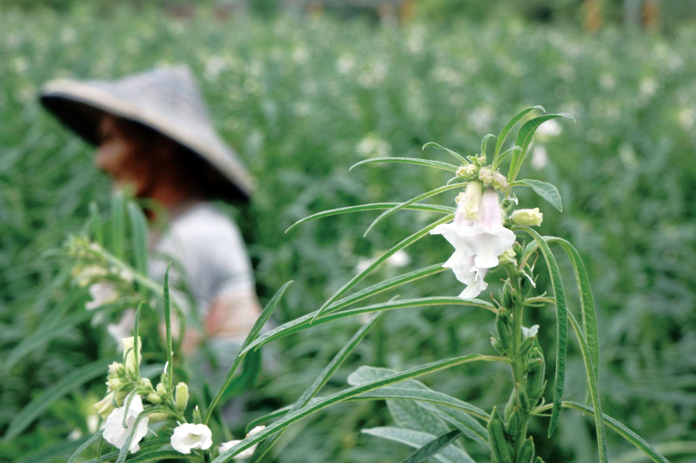 什么季节适合栽培胡麻，胡麻种植和播种的方法有哪些