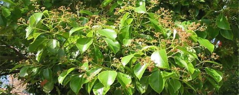 香樟生虫怎么办，有什么方法避免香樟生虫子