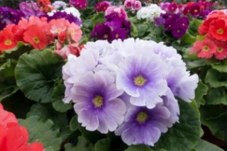 报春花有种子吗，种子怎么种？