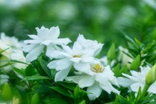 栀子花的花语