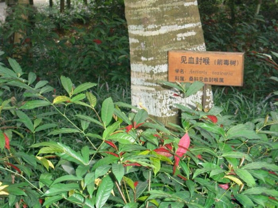 最毒的树