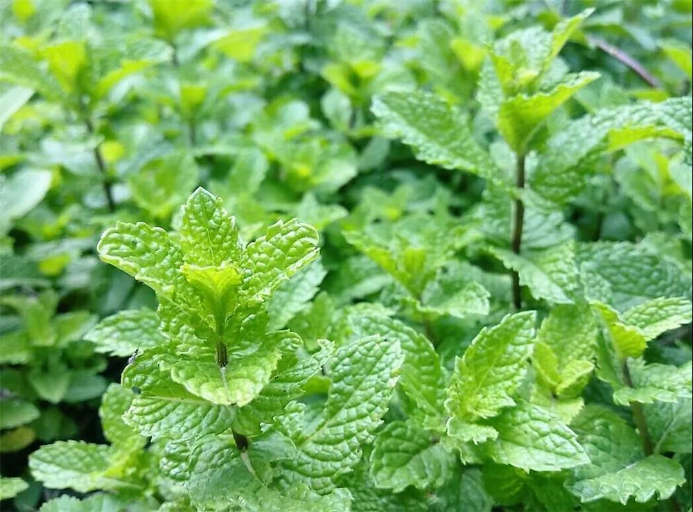 什么季节适合栽培薄荷，薄荷种植和播种的方法有哪些