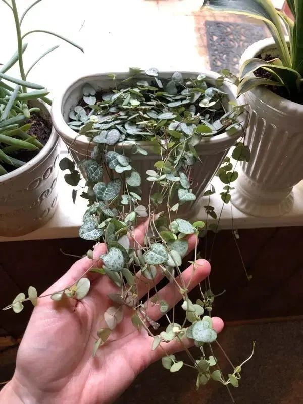 爱之蔓能在室内种植吗？