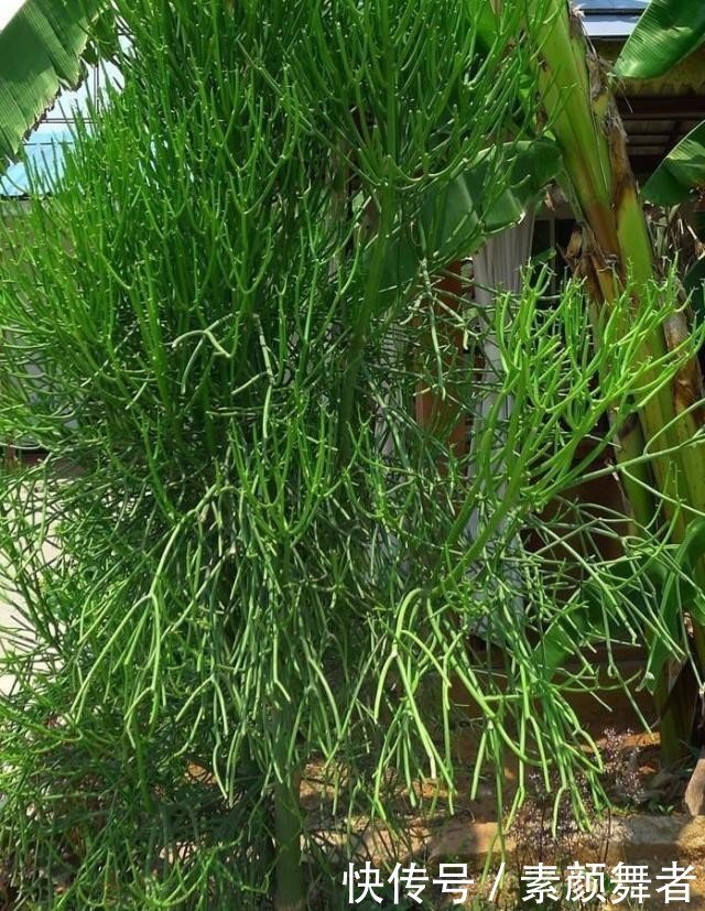 什么季节适合栽培绿玉树，绿玉树种植和播种的方法有哪些
