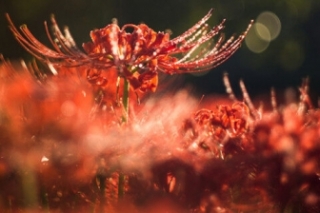 石蒜的花语和寓意