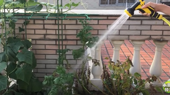 新手小白也能轻松种好瓠瓜