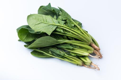 大棚种菠菜几月份可以种