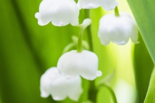 铃兰的花语 