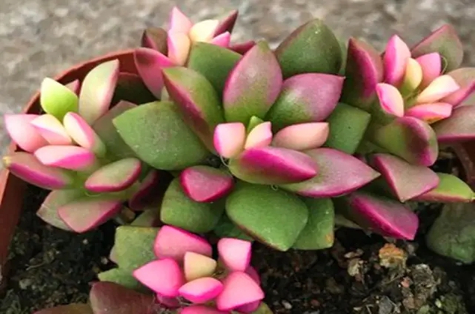 牡丹花怎样种植和养护