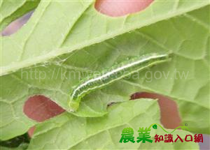 苦瓜叶被虫叮咬，可以用精油处理吗