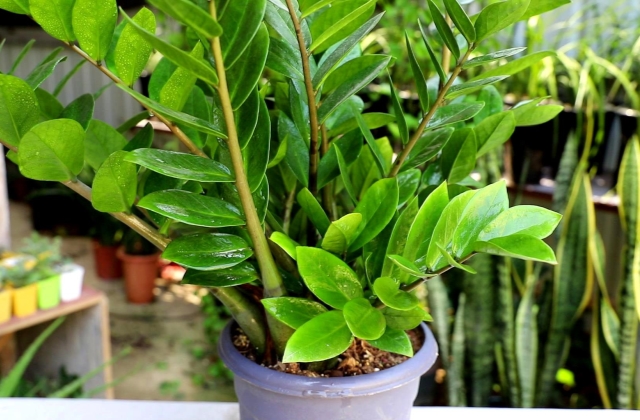 摇钱树的叶子能全部修剪掉吗？