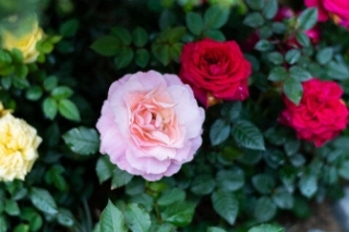 白色月季花语