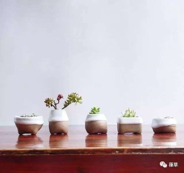 小盆栽种植和播种的方法有哪些