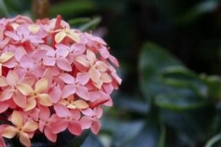 雨伞花的花语是什么