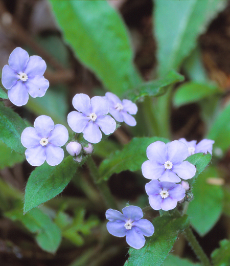 日本草本植物山琉璃草长什么样子