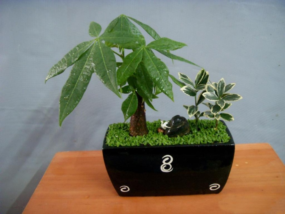 盆栽发财树种植和播种的方法有哪些