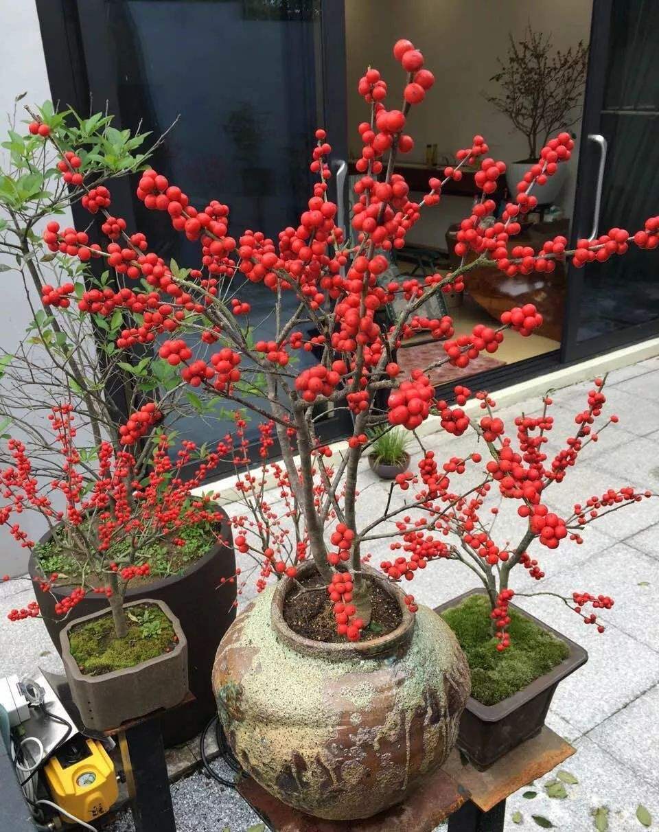 北美冬青第二年还会结果吗？