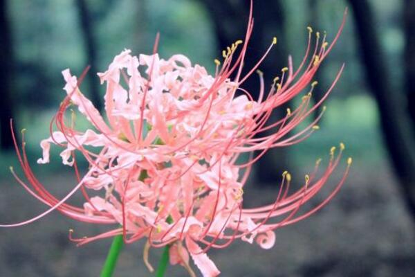 彼岸花球茎种植方法是什么？