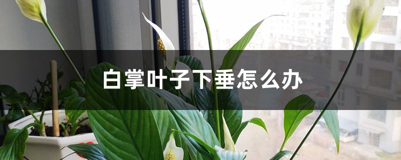 白掌能净化空气吗，有哪些作用？