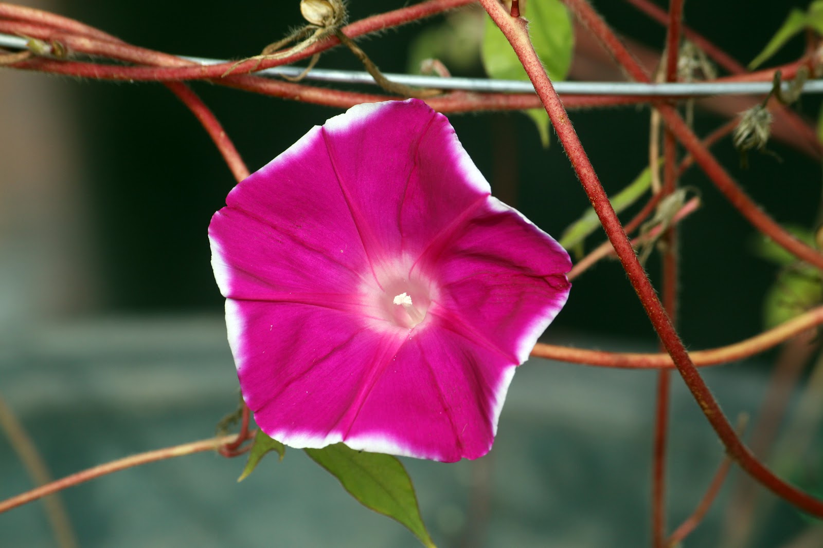 家里种植的矮牵牛怎么过冬？