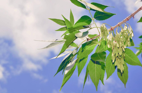 白蜡盆景的浇水方法有哪些？