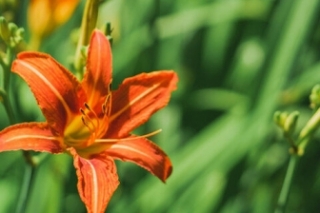 黄杜鹃的花语和寓意是什么