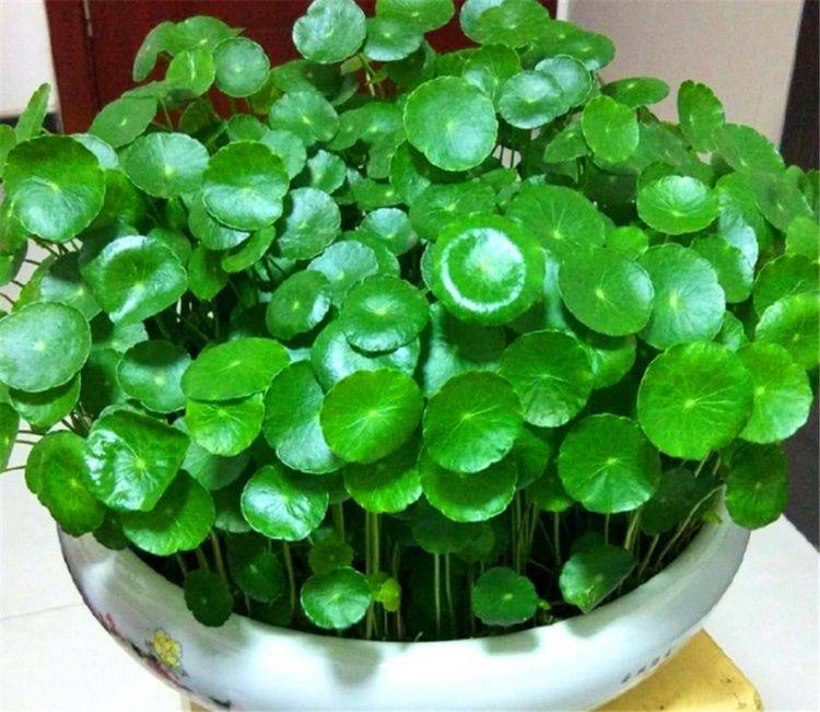 铜钱草是什么