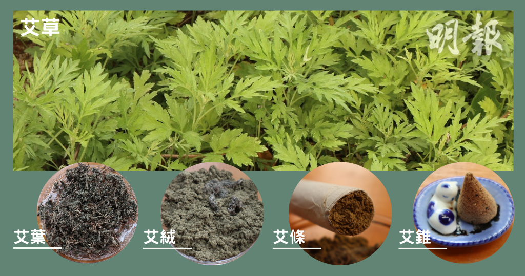 艾草与清明草有什么区别