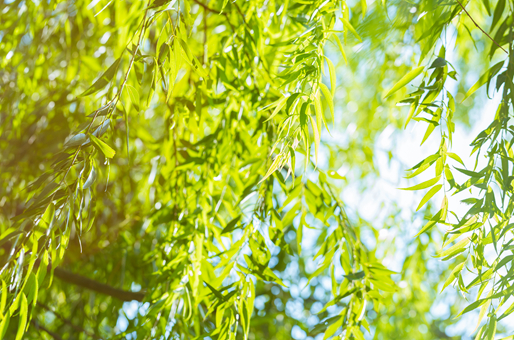 什么季节适合栽培柳树，柳树种植和播种的方法有哪些