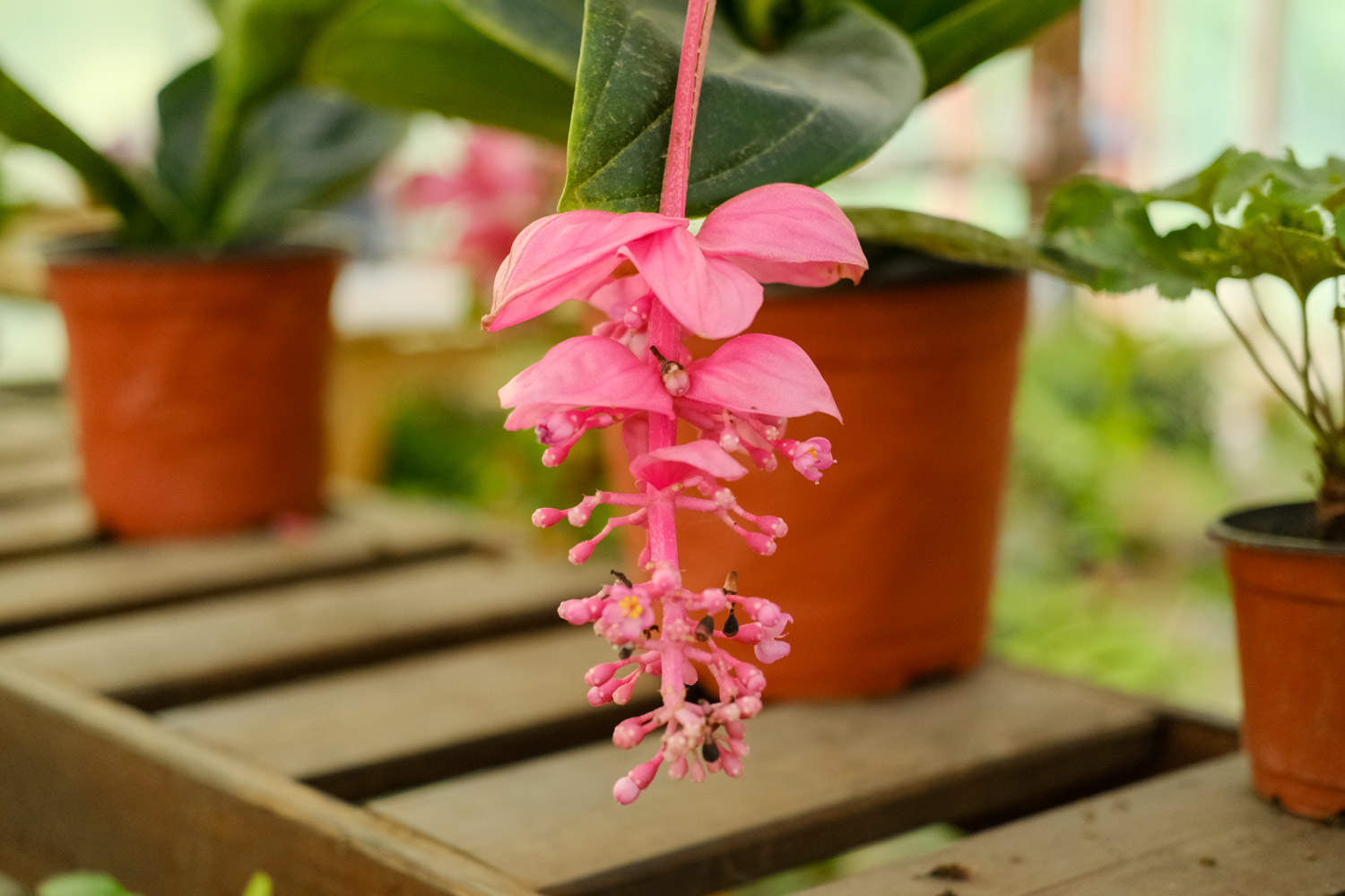 宝莲灯花开完后怎么办？