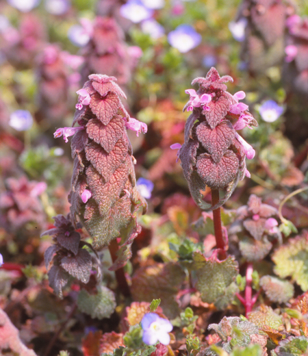 日本草本植物紫花野芝麻长什么样
