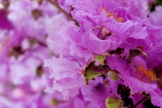 紫薇花花语及意义