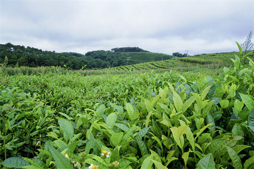 荒山种植什么比较赚钱，2022年种什么能赚钱