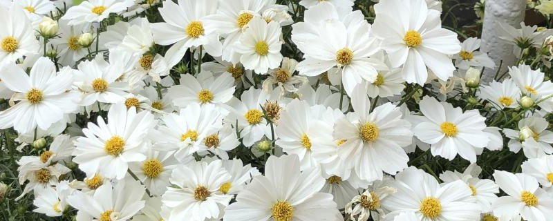 波斯菊种子的种植方法