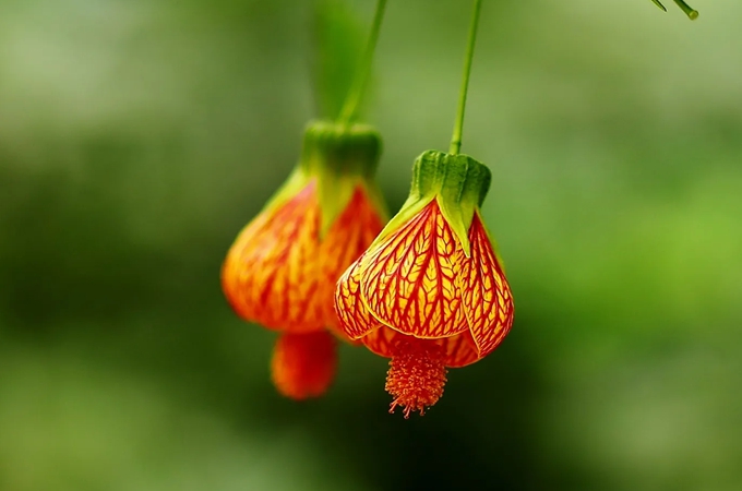 灯笼花怎么养殖方法