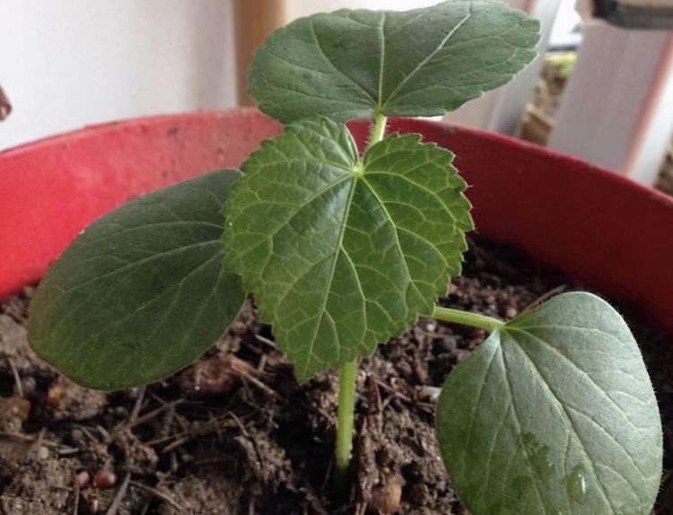秋葵苗种植和播种的方法有哪些