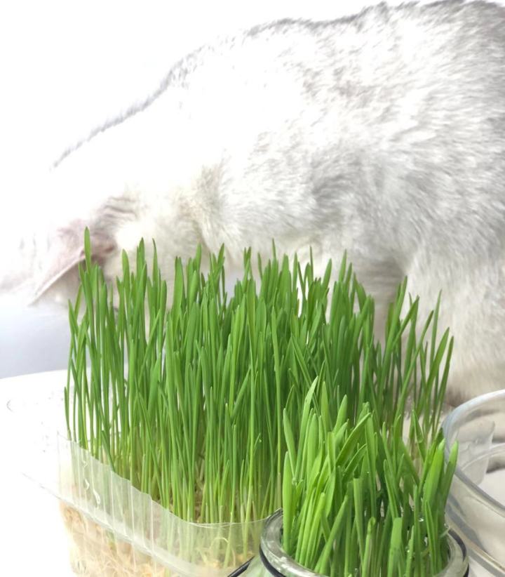 大麦和猫草两者之间有什么区别