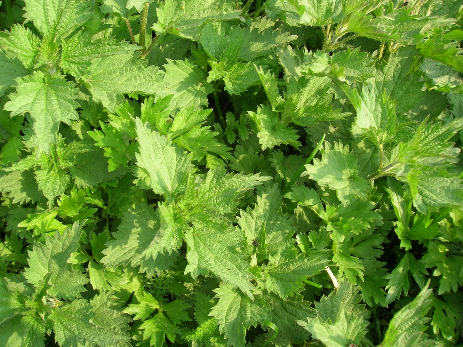 野生艾草和家养艾草有哪些差异？