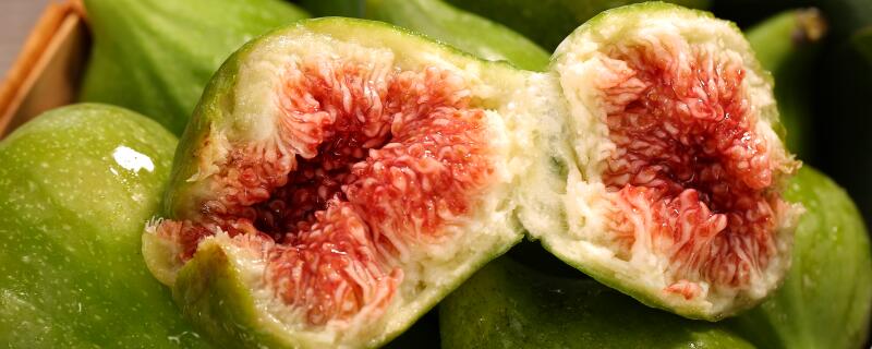 无花果在哪里过冬？