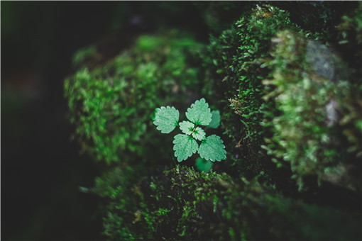 绯红金粟兰是一种什么植物？它看起来像什么？