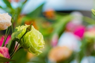 艾莎的花语是什么