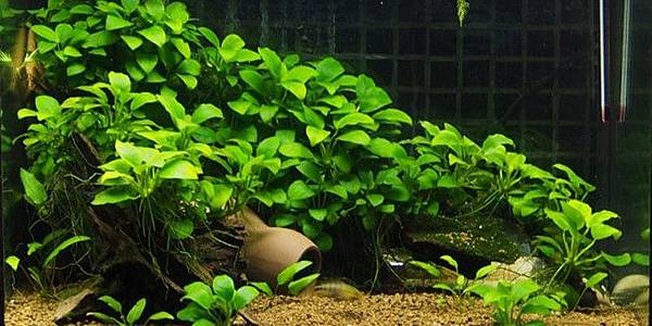 什么季节适合栽培水榕，水榕种植和播种的方法有哪些
