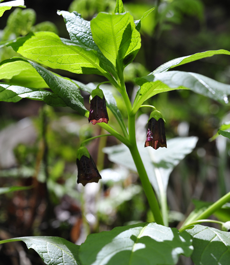 来自日本的草本植物东茛菪，小孩看了流口水