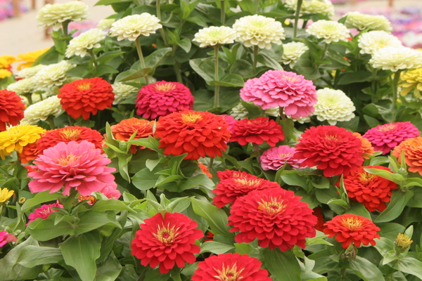 多肉碧桃怎么砍头？