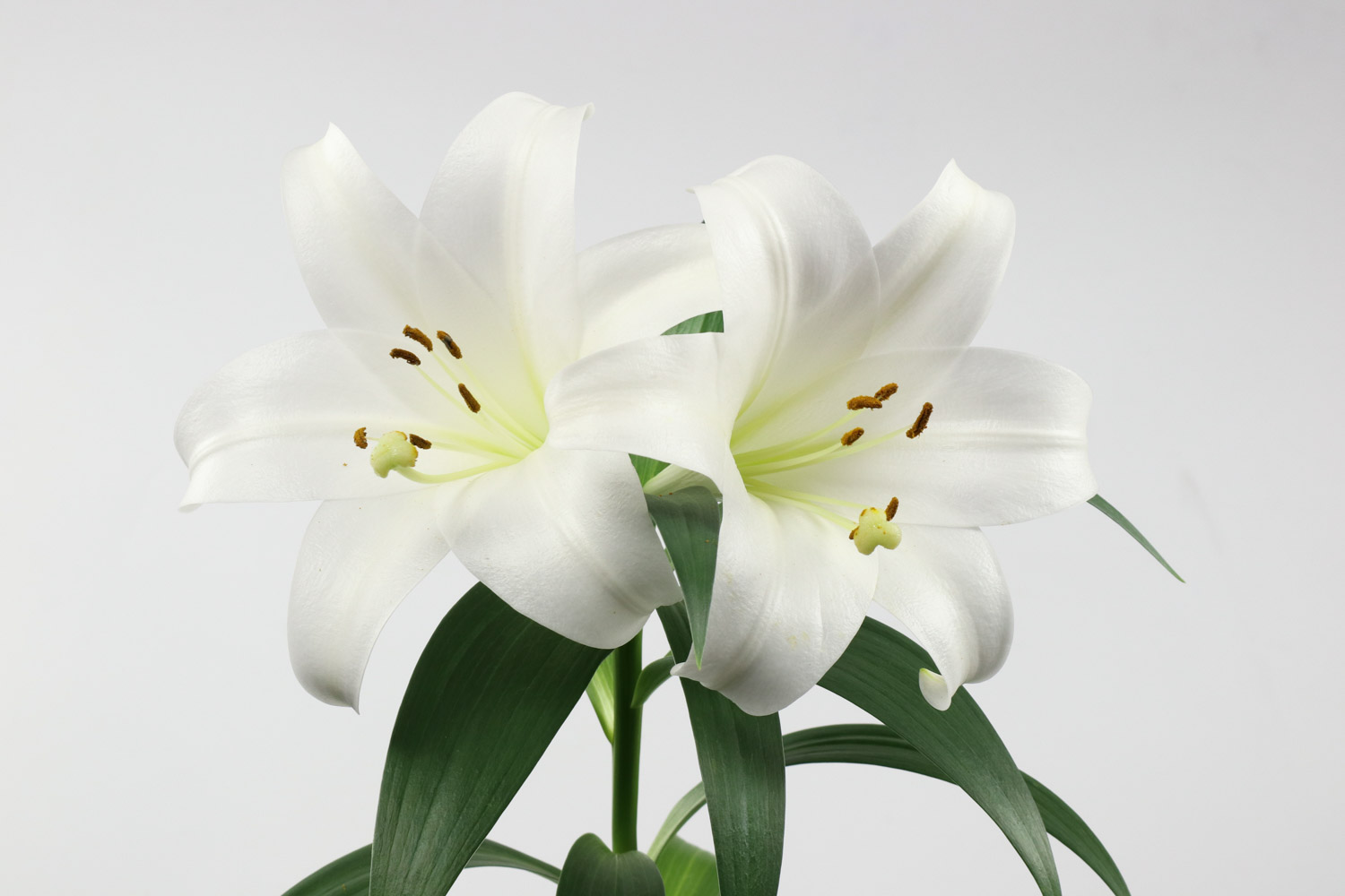 百合怎么快速开花，开花的方法有哪些？